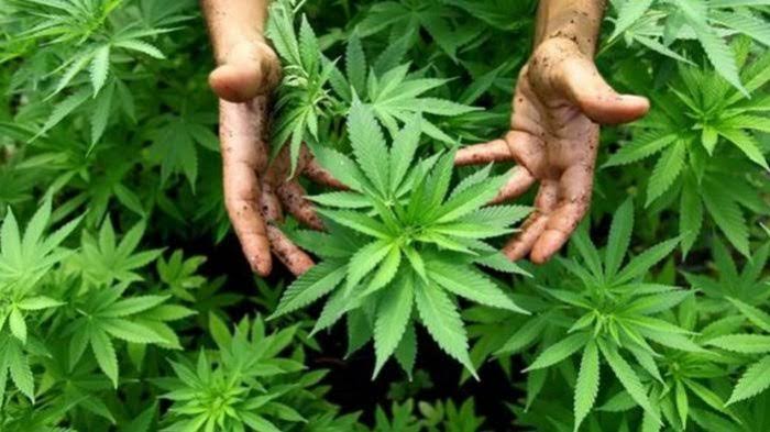 Usulkan ganja jadi komoditas ekspor, Politisi PKS ini berani siapkan lahan